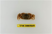 藏品(紫螯大眼蟹)的圖片